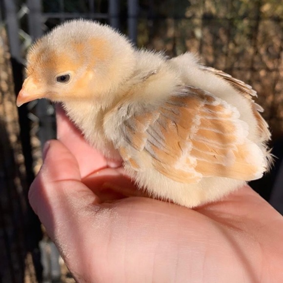 Meet your Posher, Kelly - Picture 11 of 16